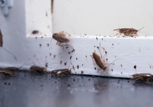 Cockroach Pest Control Service in Dhaka, Bangladesh Local Experts for Fast Roach Removal, Professional Cockroach Extermination in Dhaka Bangladesh Eco-Friendly Cockroach Control, Best Cockroach Control Services Dhaka Bangladesh Guaranteed Roach-Free Home Office, Cockroach Control Near Me in Dhaka Bangladesh Trusted Pest Control for Roaches